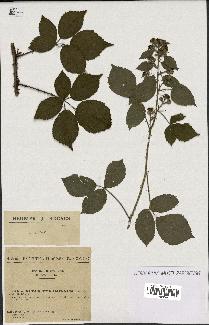 spécimen de Rubus pyramidalis