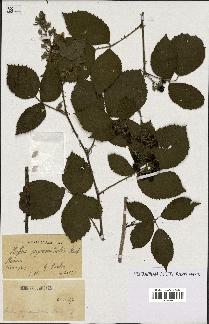 spécimen de Rubus pyramidalis