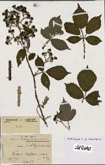 spécimen de Rubus lindleyanus