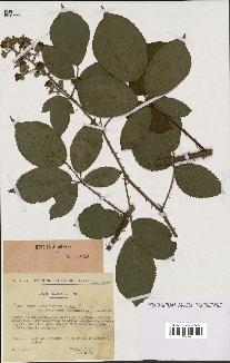 spécimen de Rubus villicaulis