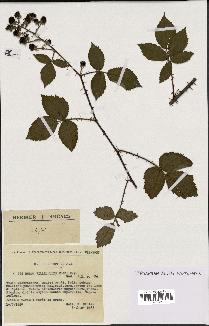 spécimen de Rubus villicaulis