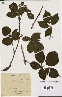 spécimen de Rubus villicaulis