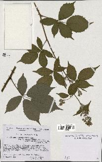 spécimen de Rubus thyrsoideus