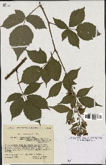 spécimen de Rubus thyrsoideus