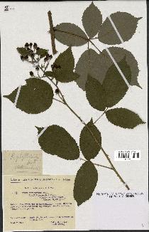 spécimen de Rubus thyrsoideus