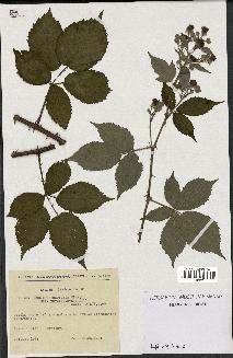 spécimen de Rubus thyrsoideus