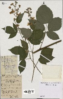 spécimen de Rubus thyrsoideus