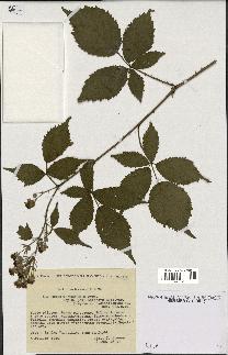 spécimen de Rubus thyrsoideus