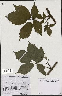 spécimen de Rubus thyrsoideus