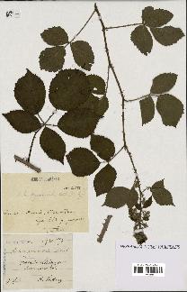 spécimen de Rubus pyramidalis