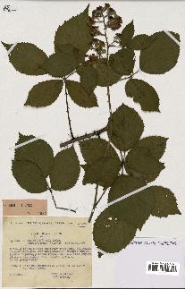 spécimen de Rubus pyramidalis