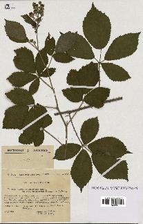 spécimen de Rubus pyramidalis