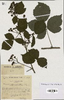 spécimen de Rubus pyramidalis