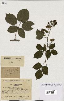 spécimen de Rubus pyramidalis