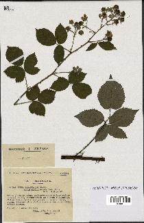 spécimen de Rubus pyramidalis