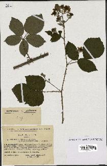 spécimen de Rubus pyramidalis