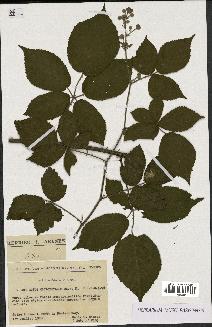 spécimen de Rubus macrophyllus