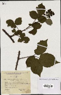 spécimen de Rubus macrophyllus