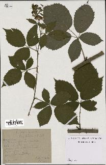 spécimen de Rubus godronii