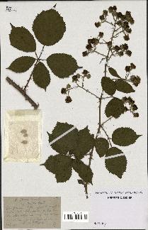 spécimen de Rubus winteri