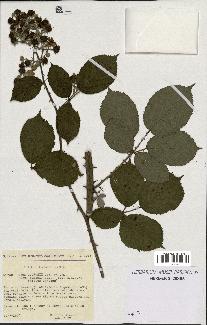 spécimen de Rubus godronii