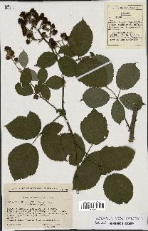 spécimen de Rubus godronii