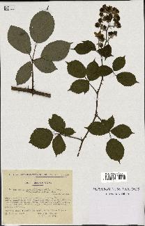 spécimen de Rubus alterniflorus