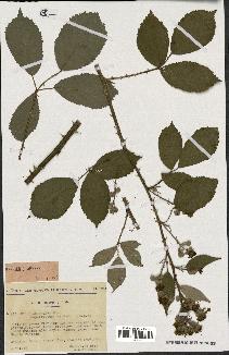 spécimen de Rubus argenteus