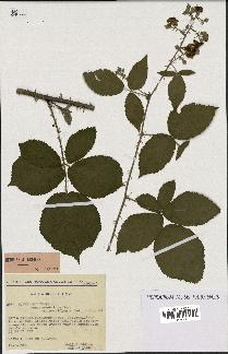 spécimen de Rubus argenteus