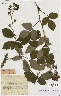 spécimen de Rubus argenteus