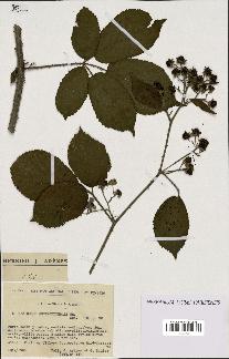 spécimen de Rubus schlechtendalii