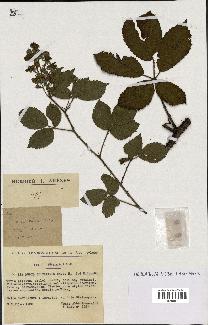 spécimen de Rubus silvaticus