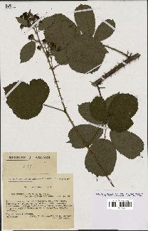 spécimen de Rubus silvaticus