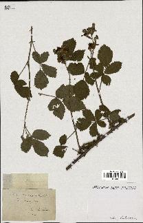 spécimen de Rubus nemorosus