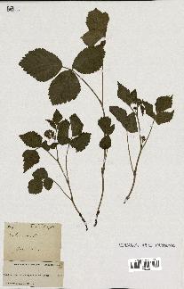 spécimen de Rubus saxatilis