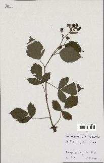 spécimen de Rubus recognitus