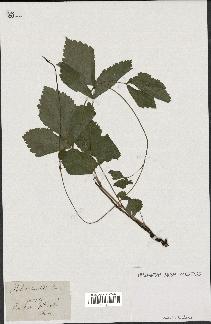 spécimen de Rubus saxatilis