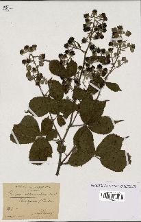 spécimen de Rubus alterniflorus