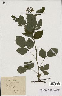 spécimen de Rubus hirtus