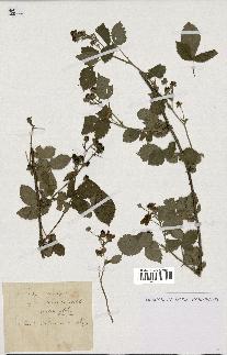 spécimen de Rubus nemorosus