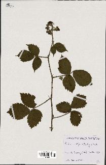 spécimen de Rubus multifidus