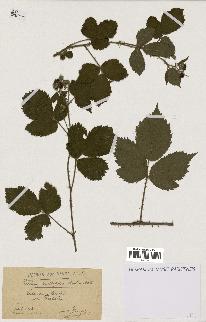 spécimen de Rubus multifidus