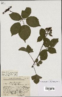 spécimen de Rubus pyramidalis