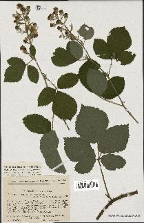 spécimen de Rubus macrophyllus