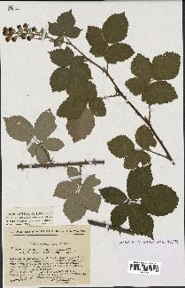 spécimen de Rubus tomentosus x ulmifolius