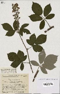 spécimen de Rubus tomentosus x ulmifolius