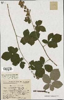 spécimen de Rubus tomentosus x ulmifolius