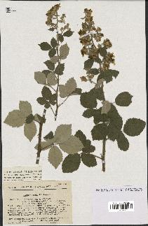 spécimen de Rubus tomentosus x ulmifolius