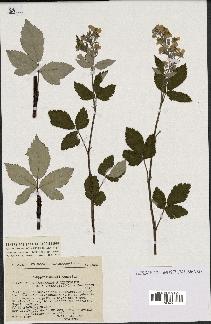 spécimen de Rubus tomentosus x ulmifolius