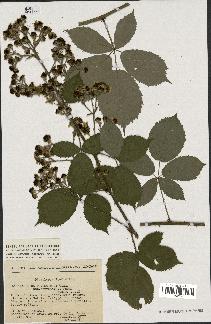 spécimen de Rubus thyrsoideus